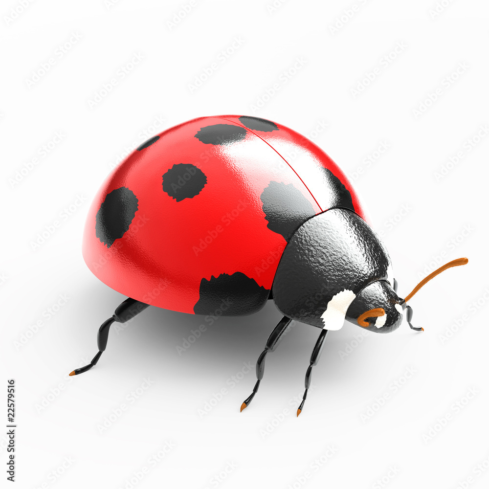 ladybird isolated on white background ladybird isolated on white background