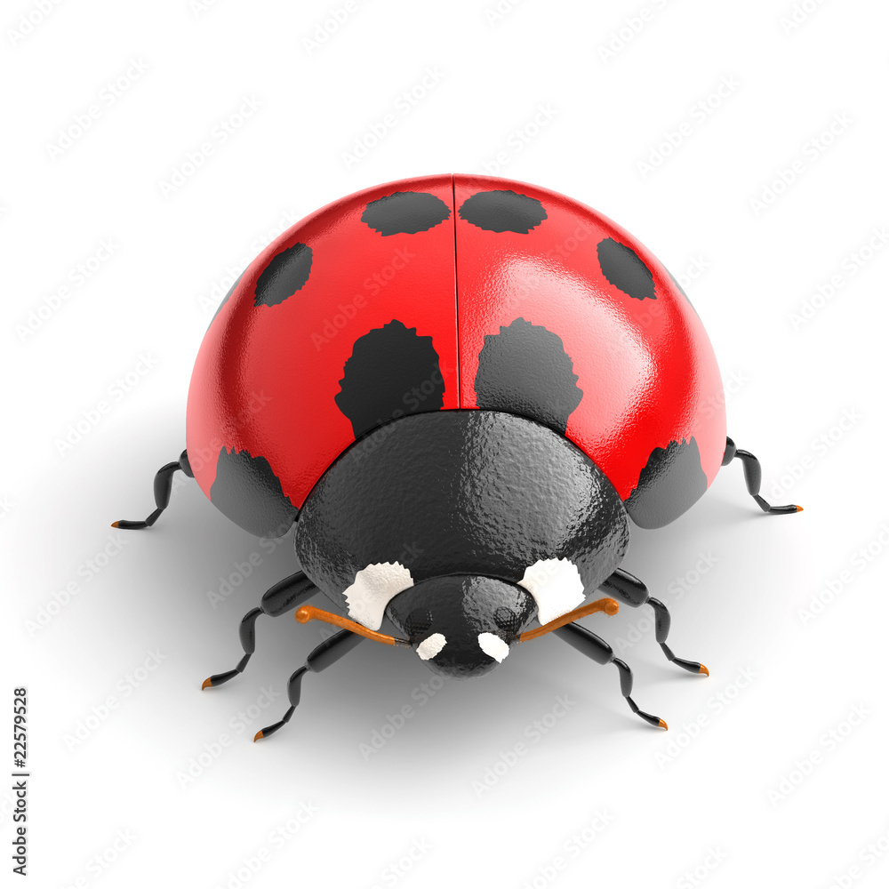 Fototapeta premium ladybird isolated on white background
