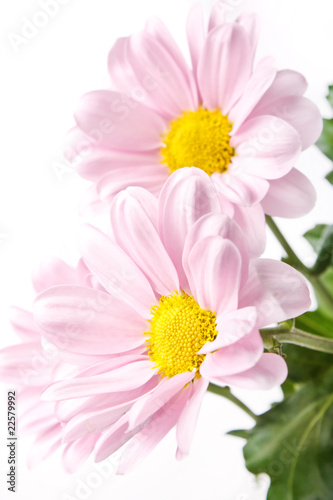 pink daisy flowers
