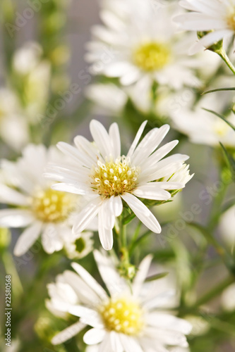 daisy flowers