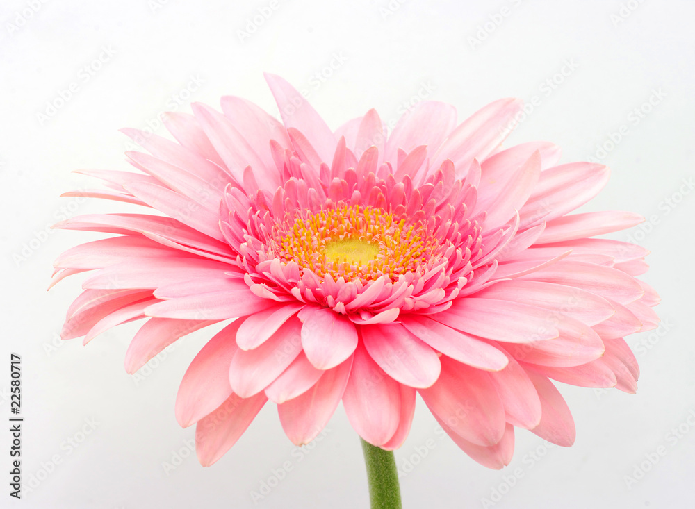pink gerbera pink gerbera