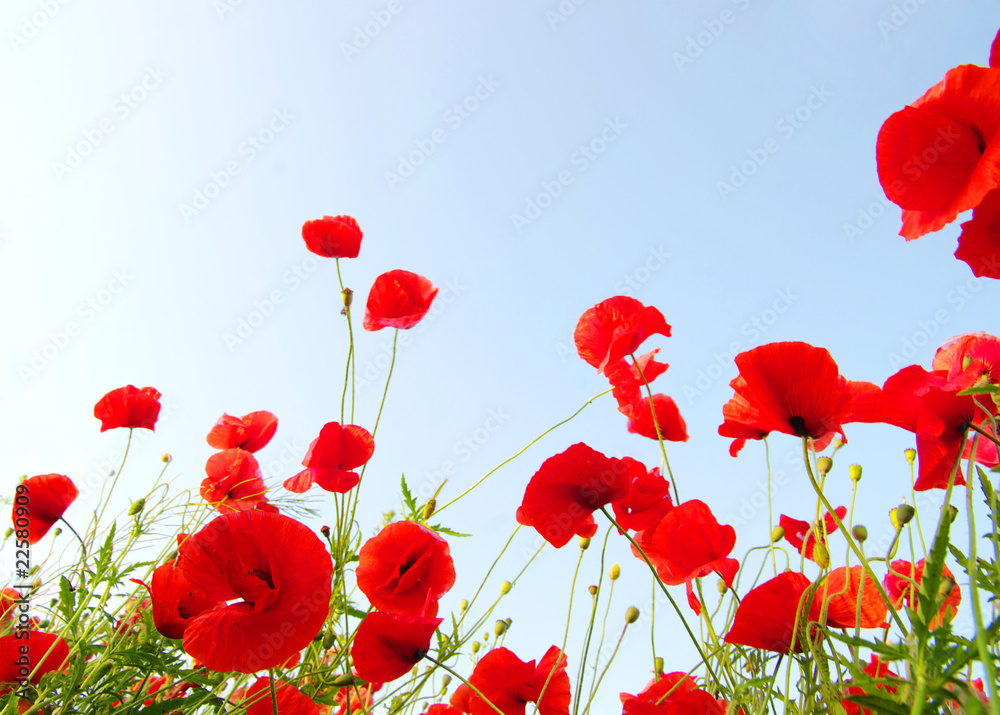 Obraz premium czerwone maki