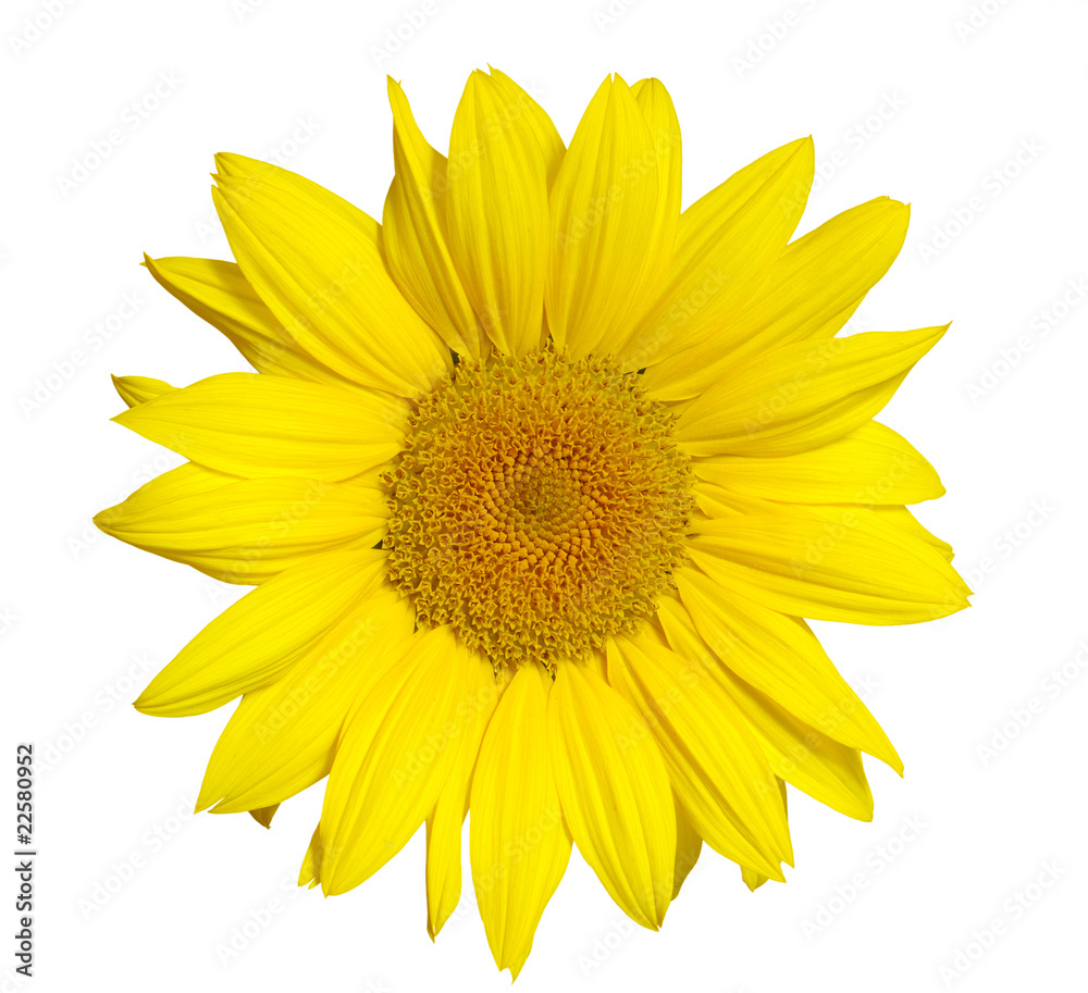 Fototapeta premium sunflower on white