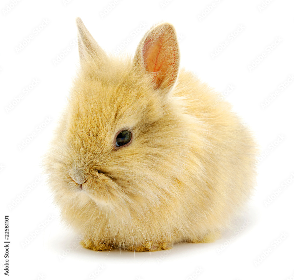 rabbit rabbit