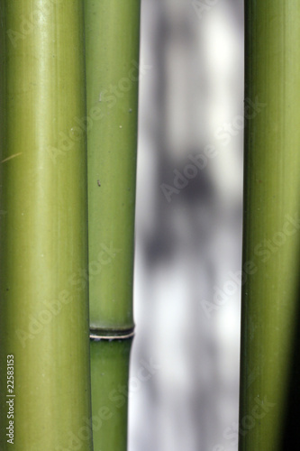 tiges de bambous