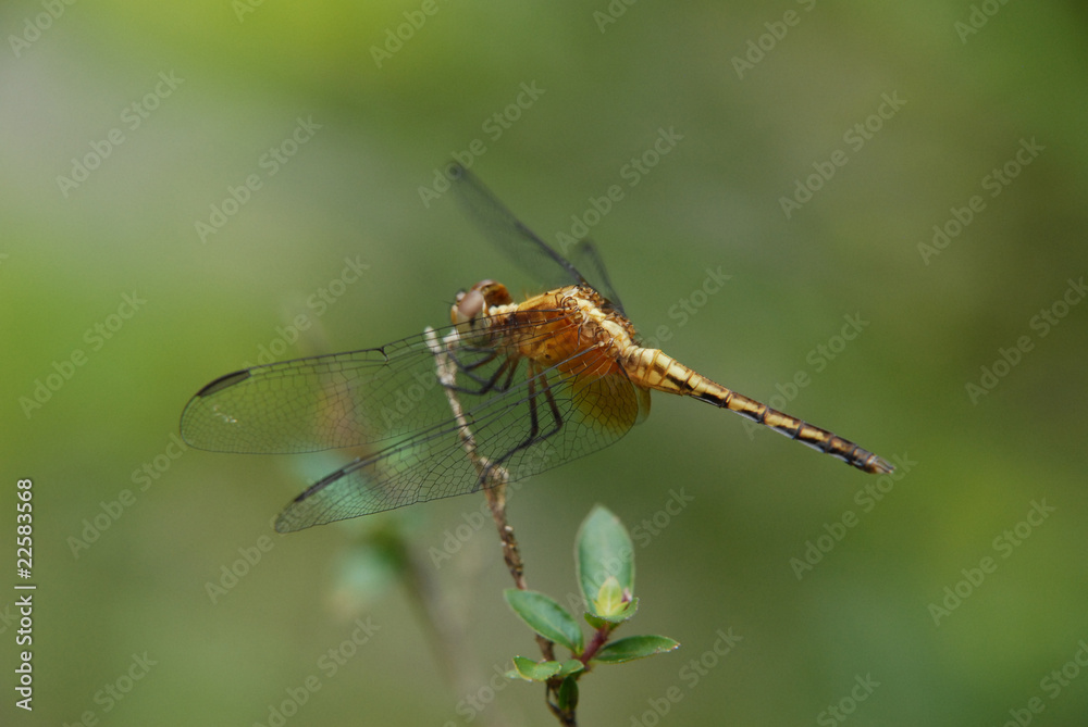 Libellula Libellula