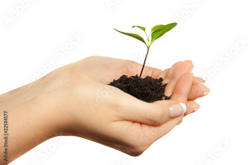 Isolated young plant in woman hands