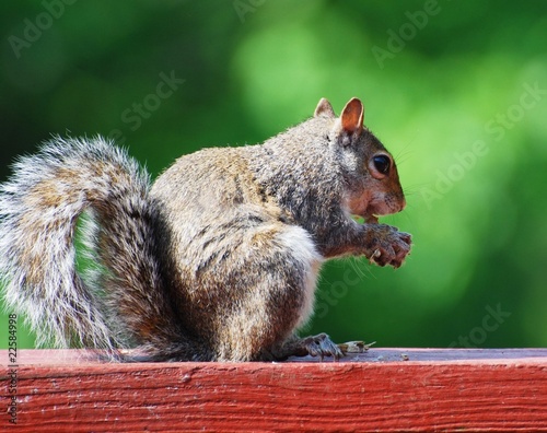 squirrel photo