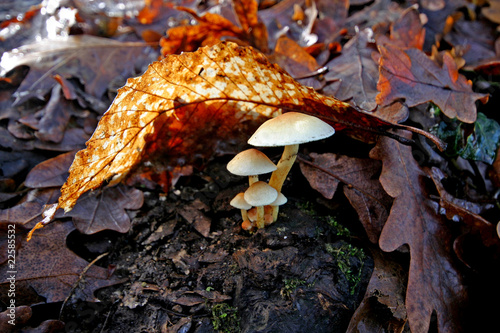 beautiful autumn mushrooms in the forest