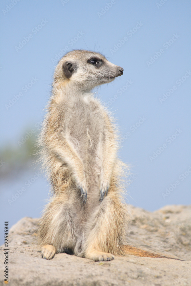 suricata suricata