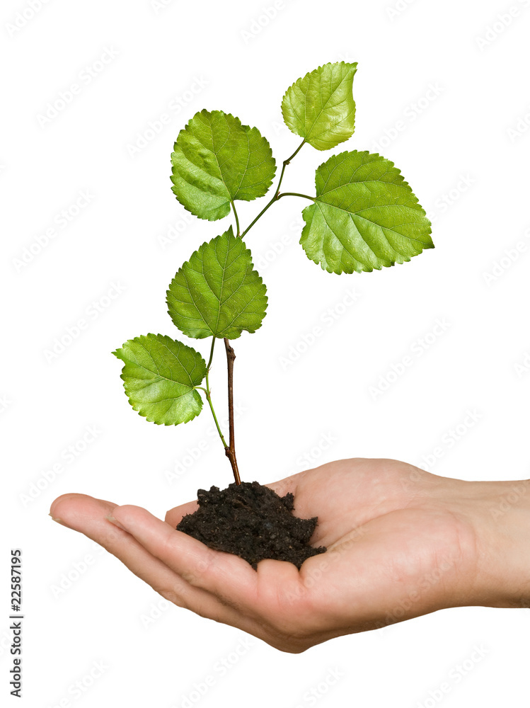 sprout in palm as a symbol of nature protection sprout in palm as a symbol of nature protection