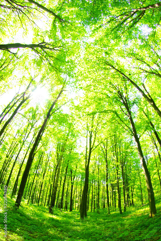 Fototapeta premium green forest