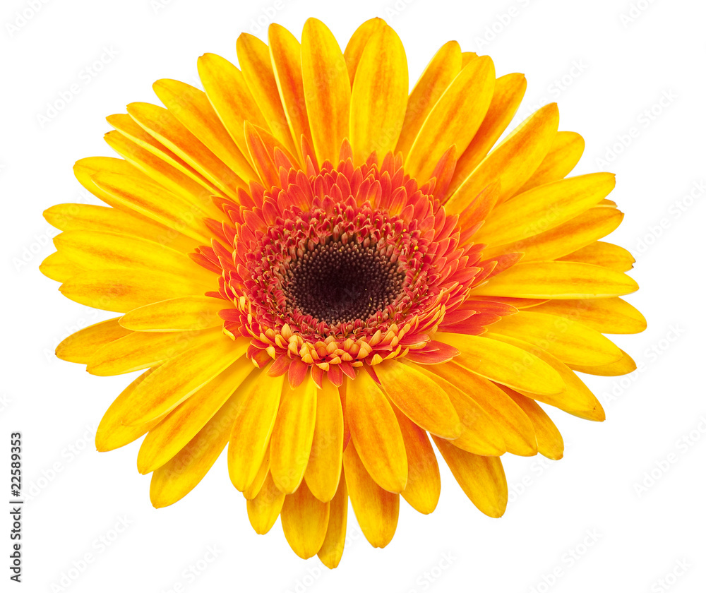 daisy yellow with hand made clipping path daisy yellow with hand made clipping path