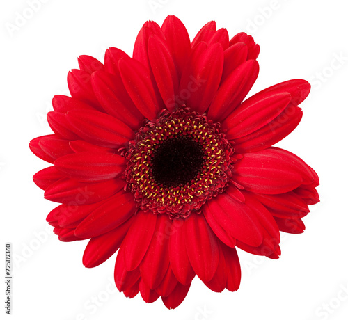 Daisy red with hand made clipping path
