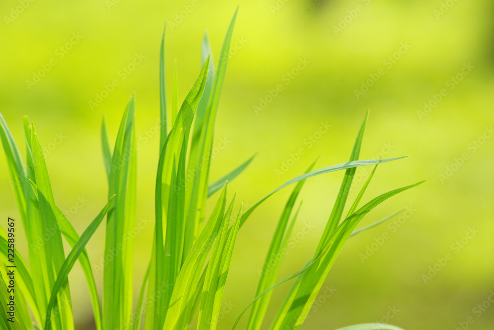 grass grass