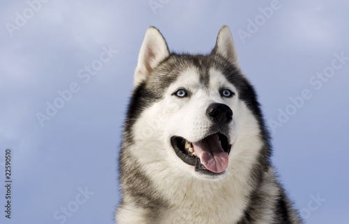 Picture of a siberian husky