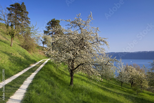 Frühling in Sipplingen XIV