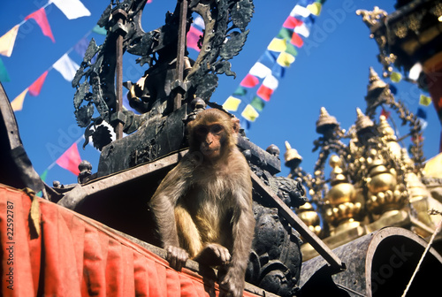 Sticker Monkey, Nepal