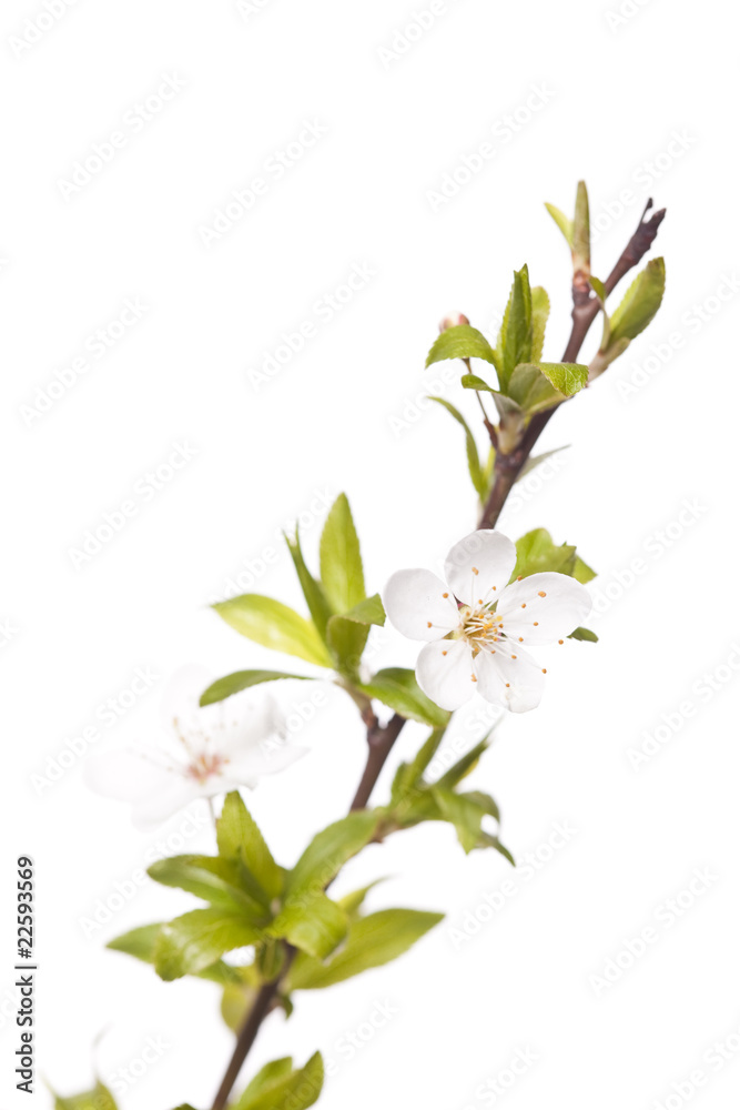 Obraz premium plum tree on spring time