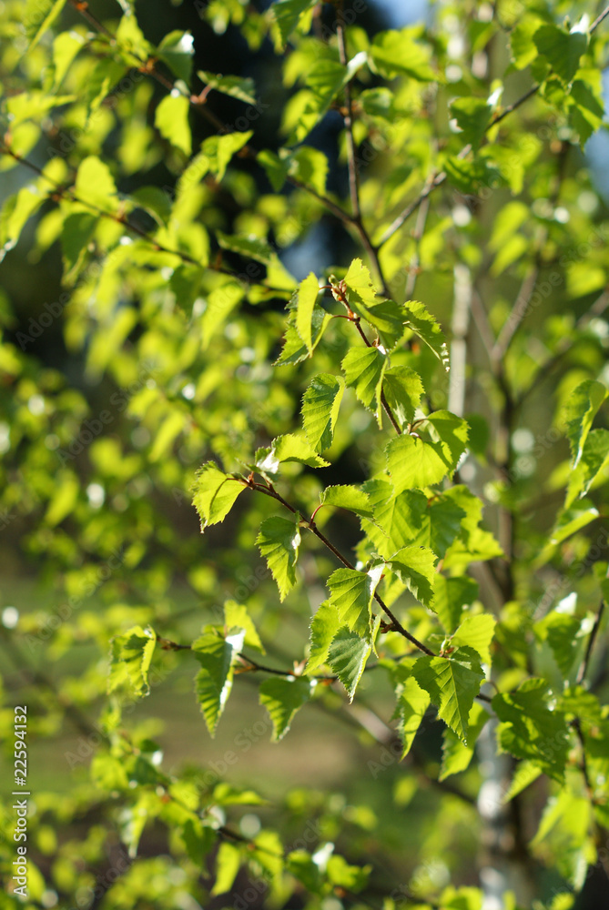 leaves of a birch tree