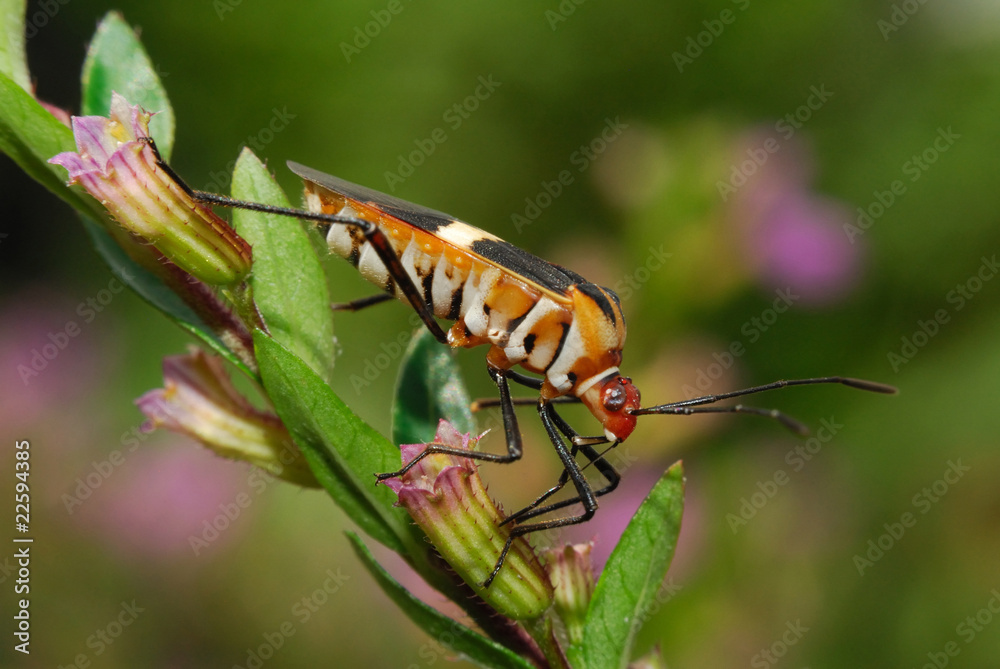 Cimice - (Dysdercus albofasciatus) Cimice - (Dysdercus albofasciatus)