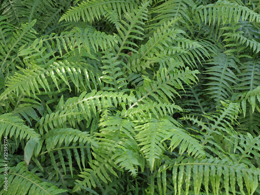 fresh green ferns