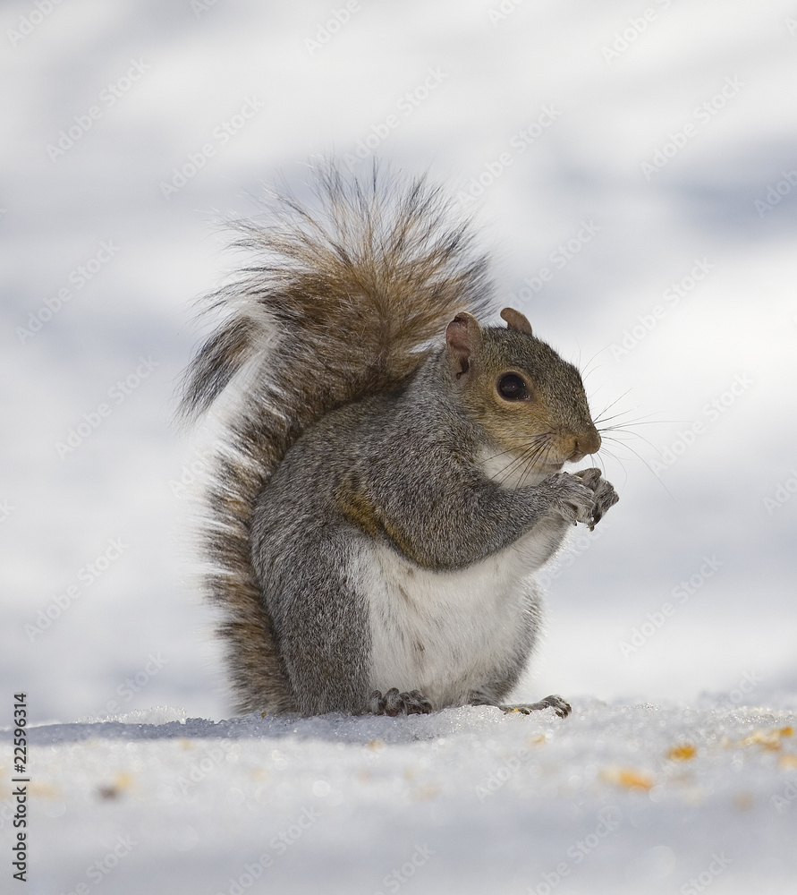 winter squirrel winter squirrel