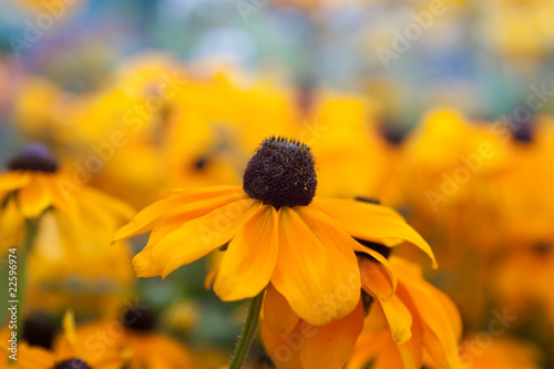 Beautiful yellow Black-eyed Susan flowers