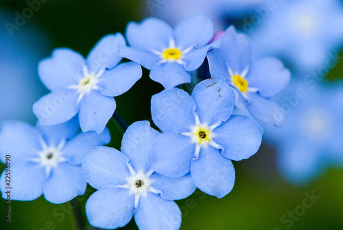 Small Blue Flower