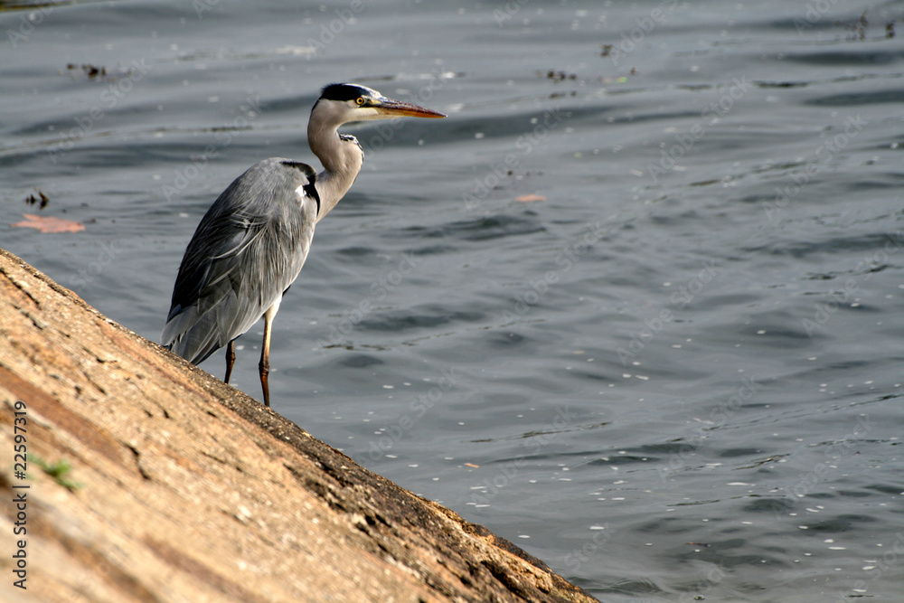 Grey Heron fishing at the waterside (Ardea cinerea) Grey Heron fishing at the waterside (Ardea cinerea)