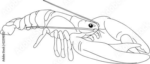vector - contour crayfish isolated on backgound
