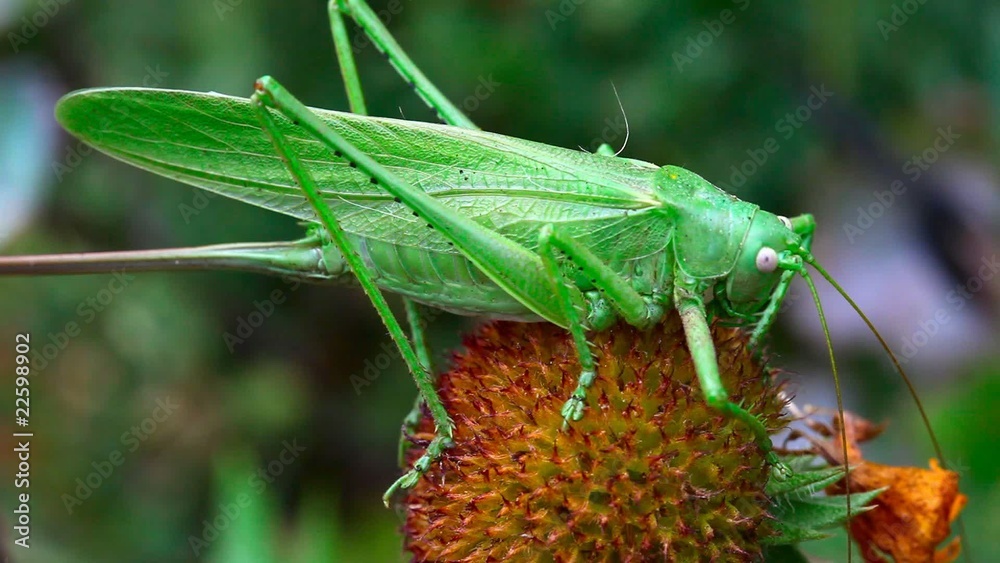 Green locust on the flower of gardenia.