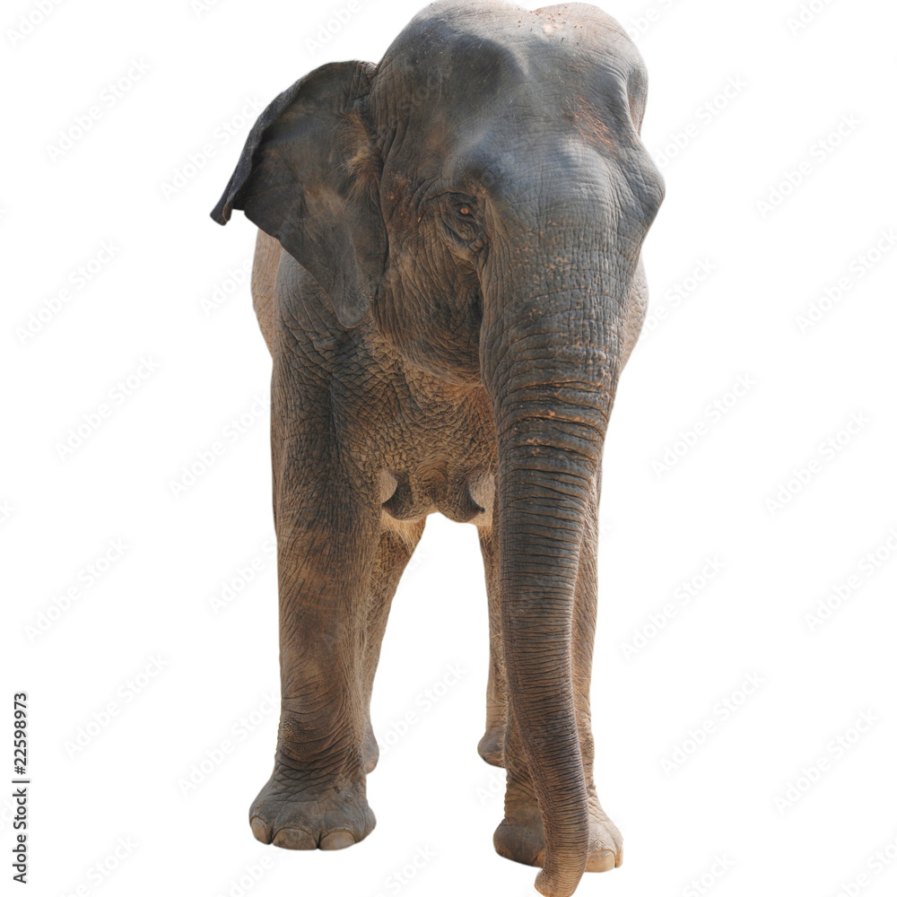 Obraz premium animal elephant