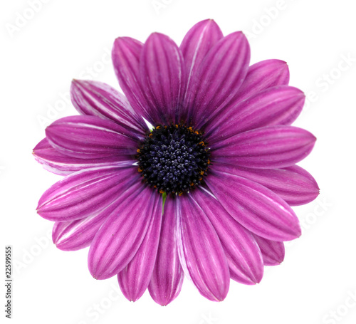 Purple Daisy  Isolated on White