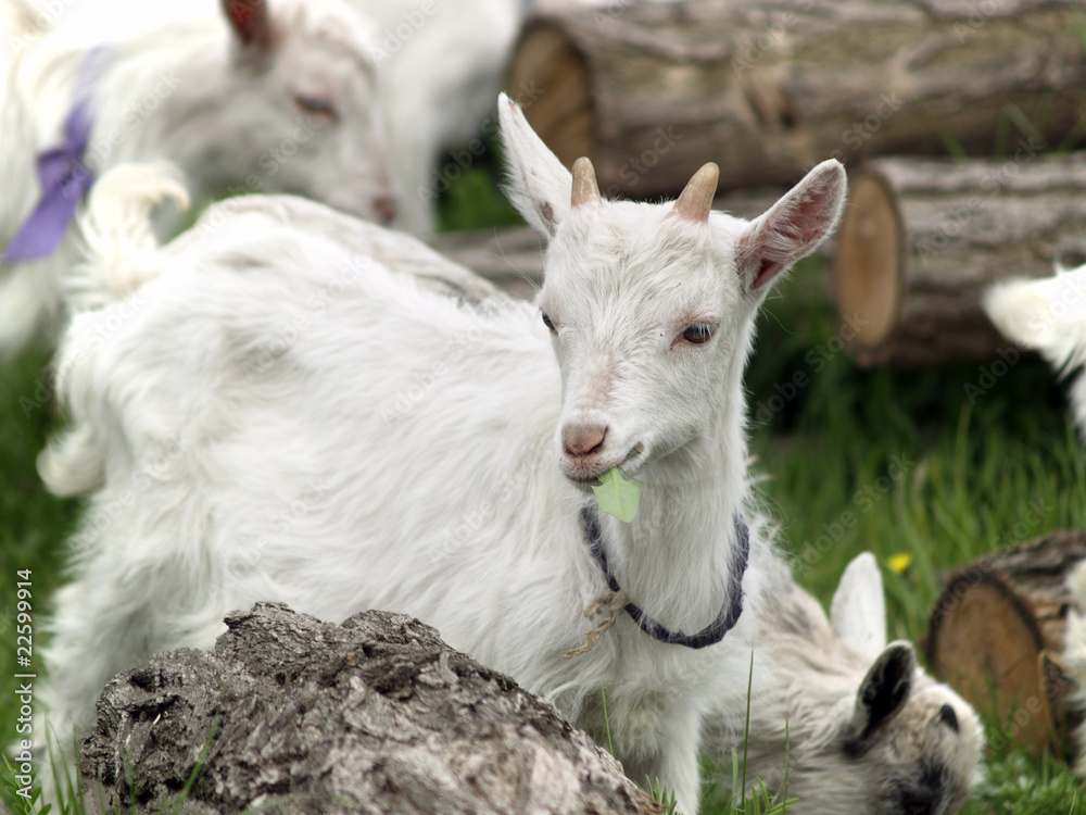 Fototapeta premium Small goat cubs eating grass