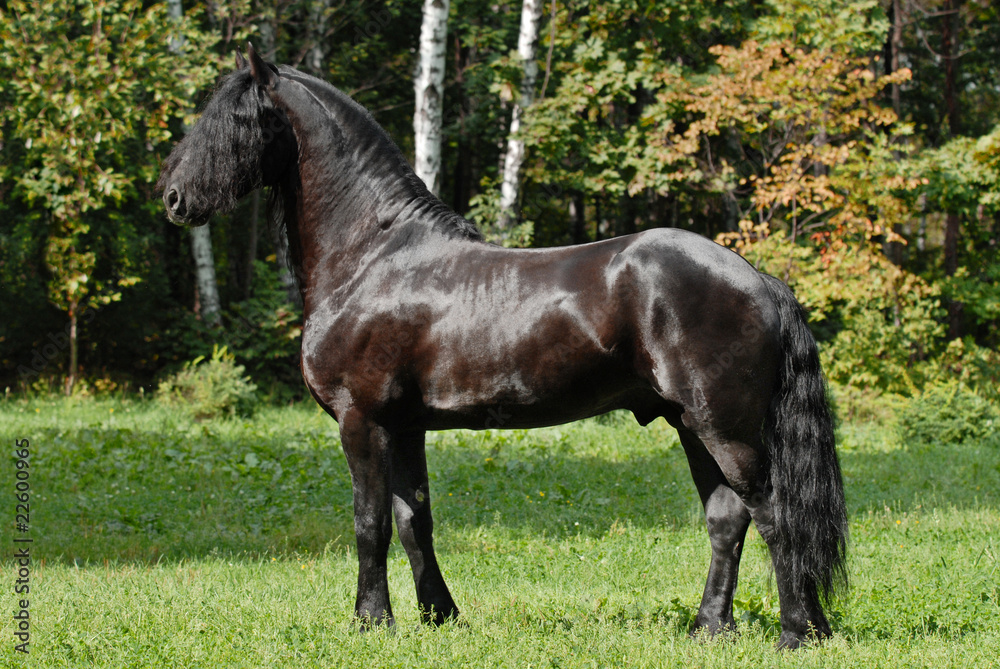 black friesian horse black friesian horse