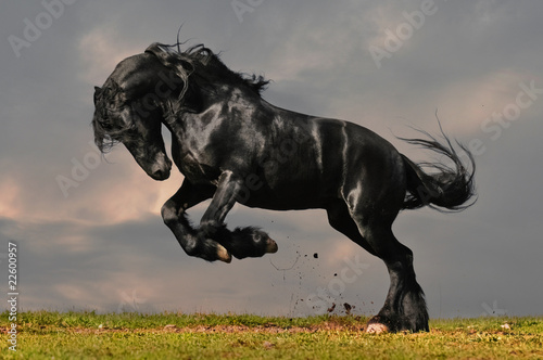 Valokuvatapetti black friesian stallion gallop in sunset