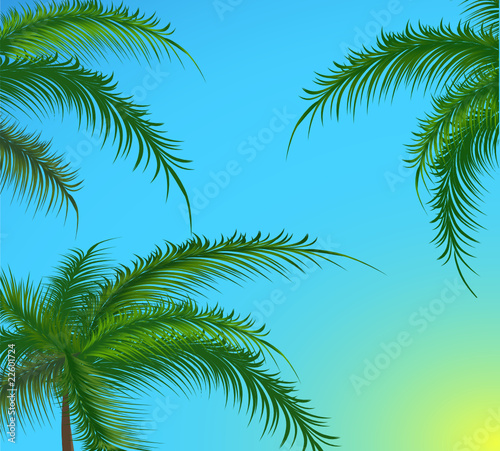 Branches of palm trees against the sky. Vector illustration