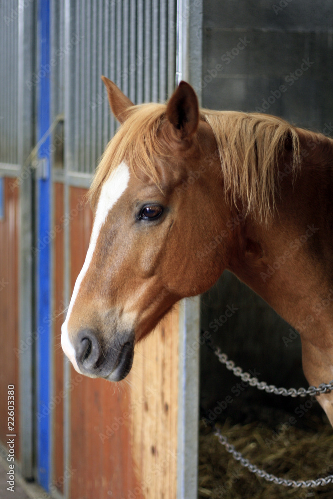 cheval marron dans son box Stock Photo | Adobe Stock