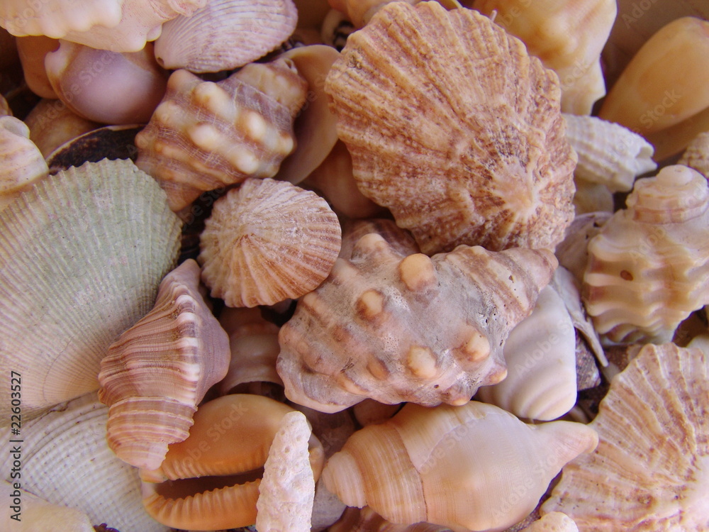 Seashells2