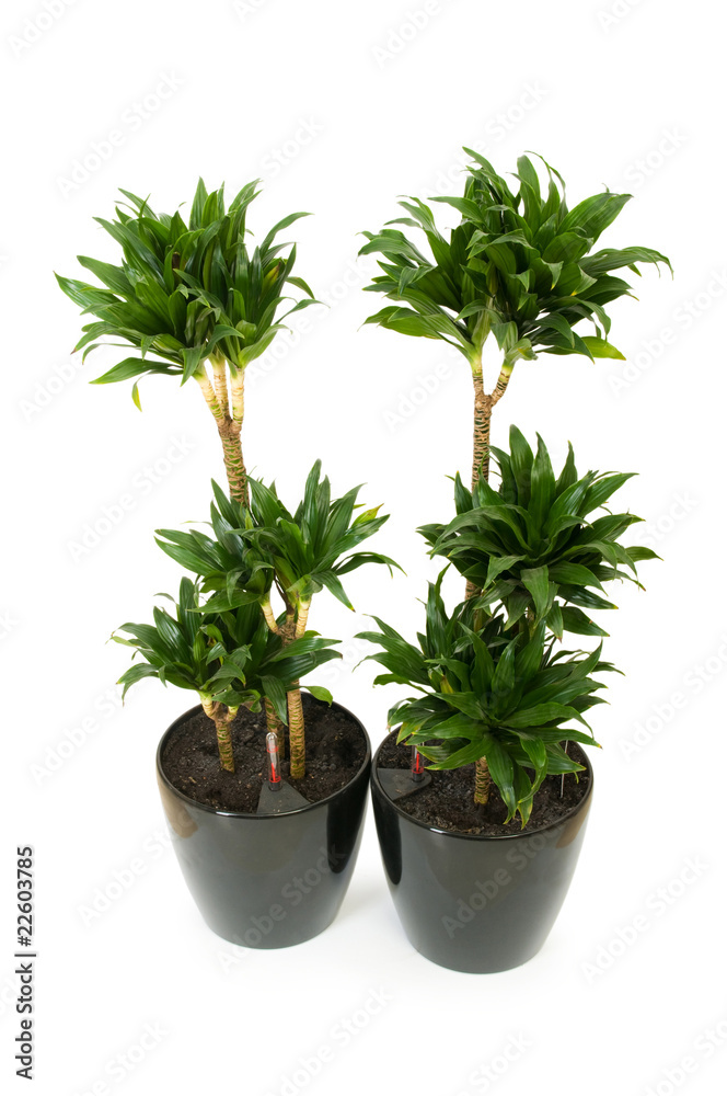 Fototapeta premium Dracaena plant isolated on the white background