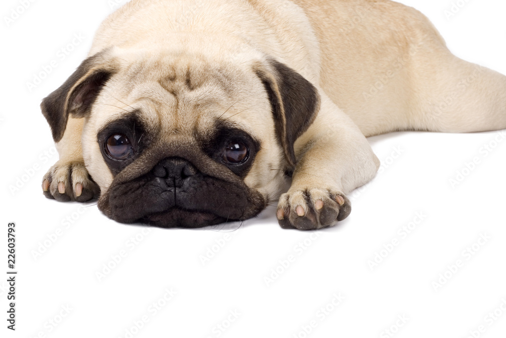 Lonely looking Pug