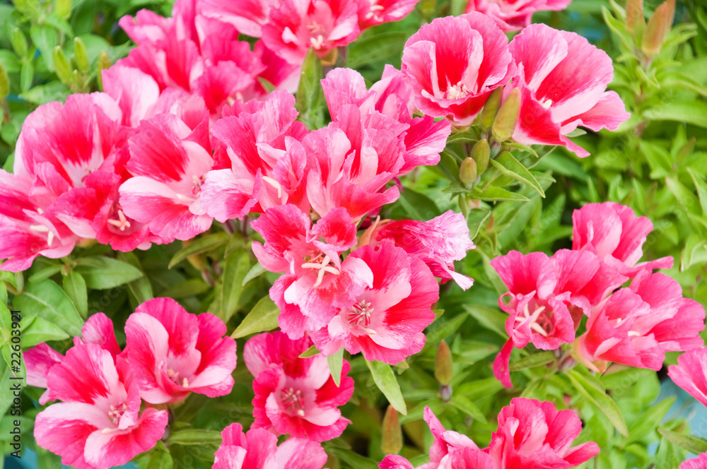 godetia (Godetia amoena Ruddigore) godetia (Godetia amoena Ruddigore)