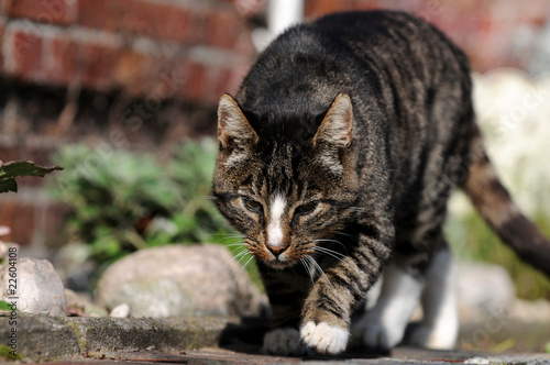 Laufender Kater