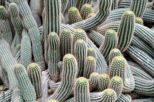 Echinopsis Candicans photo