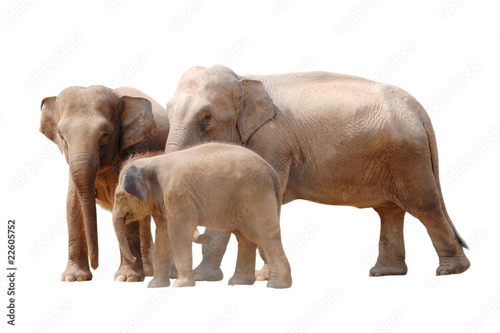 animal elephant family isolated