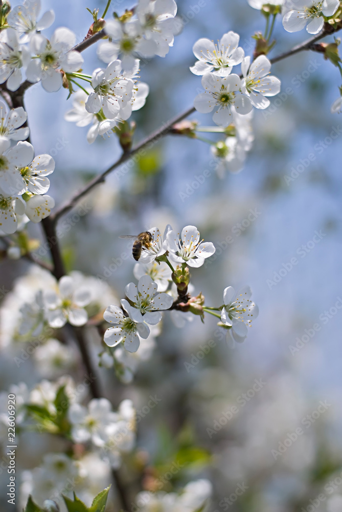 The bee collecting pollen from a cherry tree flower