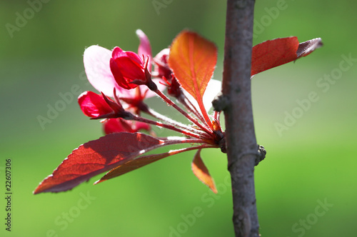 blossoming plum