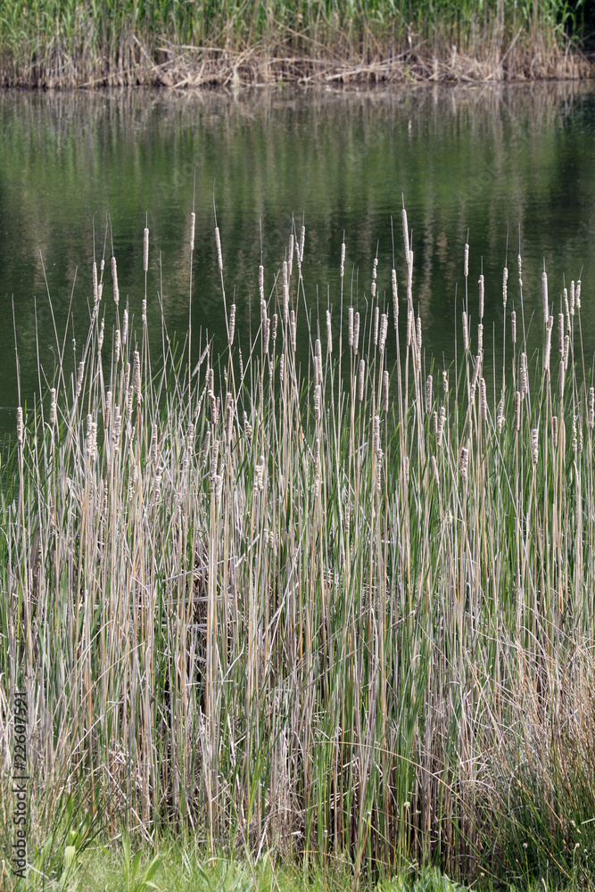 bords d'étang bords d'étang