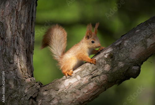 Squirrel on the tree © krasyuk